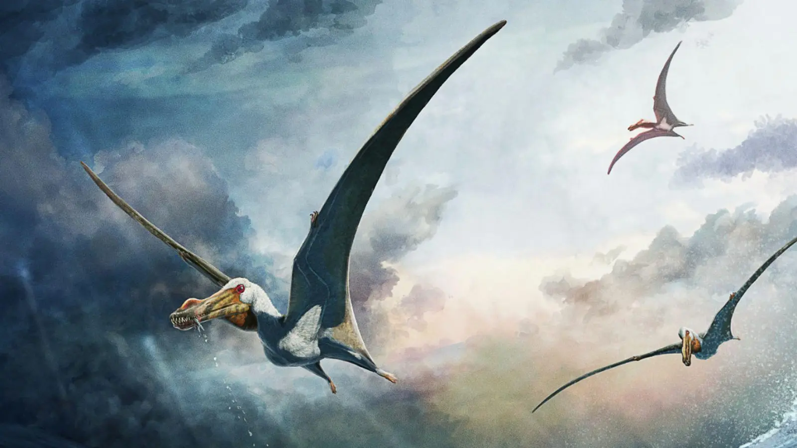 Die künstlerische Darstellung zeigt den Flugsaurier Haliskia peterseni. Der gewaltige Flugsaurier habe laut Forschenden eine Flügelspannweite von geschätzt etwa 4,6 Metern gehabt. (Foto: Gabriel Ugueto/Gabriel Ugueto via EurekAlert/dpa)