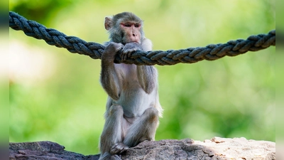 In freier Wildbahn sind Rhesusaffen vor allem in Asien anzutreffen - hierzulande lassen sie sich in Zoos beobachten. (Symbolfoto) (Foto: Uwe Anspach/dpa)