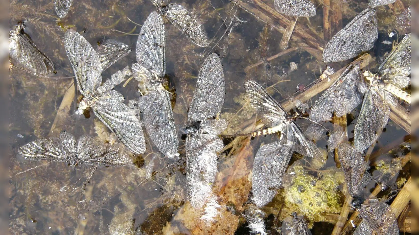 Wenn die hellen Flügel der Eintagsfliegen auf dem Wasser schimmern, hat ihr letztes Stündlein geschlagen. Viele sterben bald nach der Begattung im Schwarm in der Luft, nur wenige flattern noch ein bisschen länger. (Foto: Ulrich Meßlinger)