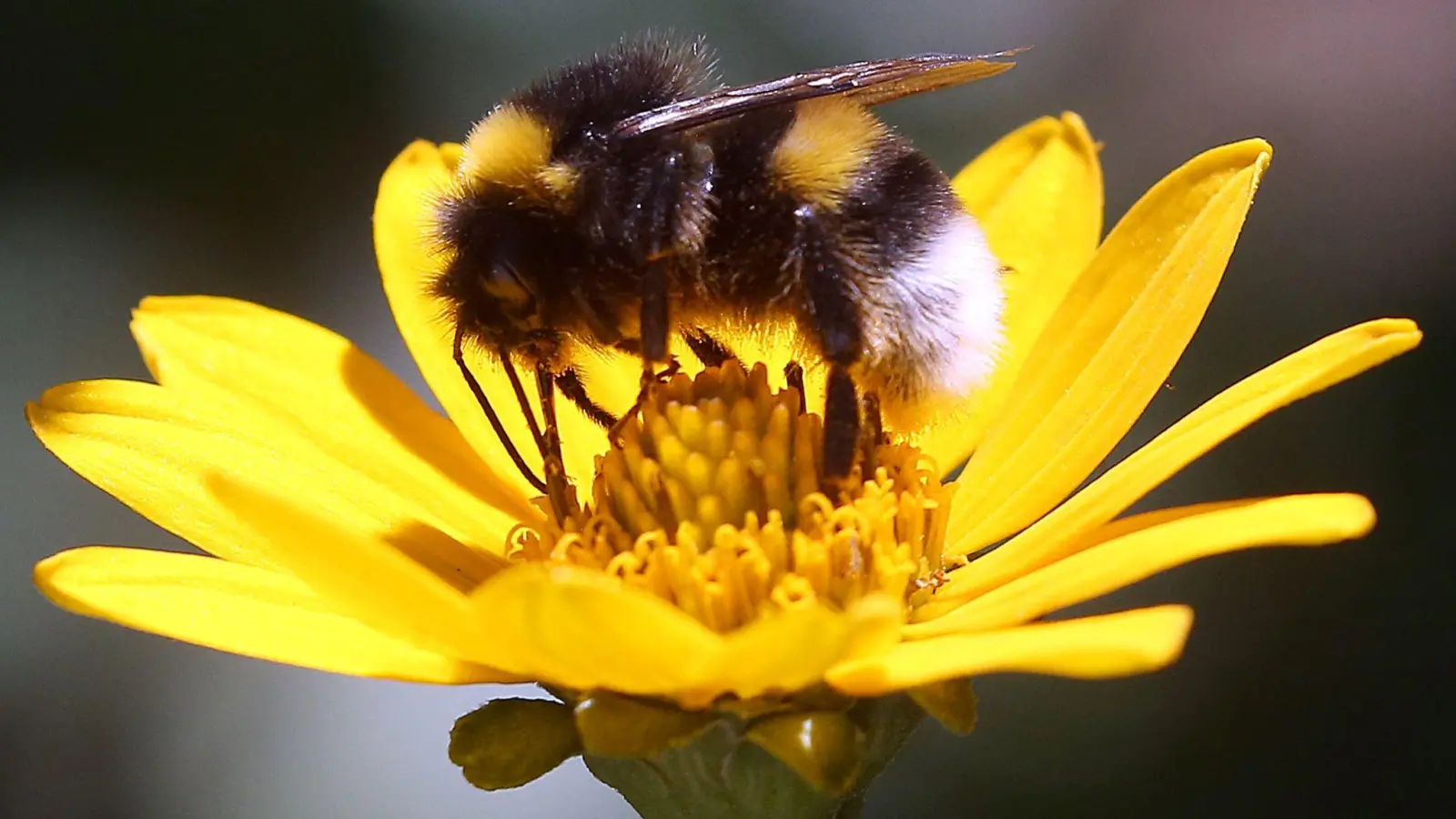 Nektar sammeln für den Wintervorrat: Eine Erdhummel auf der Blüte einer Stauden-Sonnenblume. (Foto: Wolfgang Kumm/dpa)