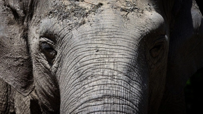 Die 67-jährige asiatische Elefantenkuh Targa im Augsburger Zoo. Targa für immer eingeschlafen. (Foto: Karl-Josef Hildenbrand/dpa)