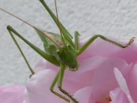 Heuschrecke küsst Rose – gesehen in Ansbach (Foto: Volker Walk)