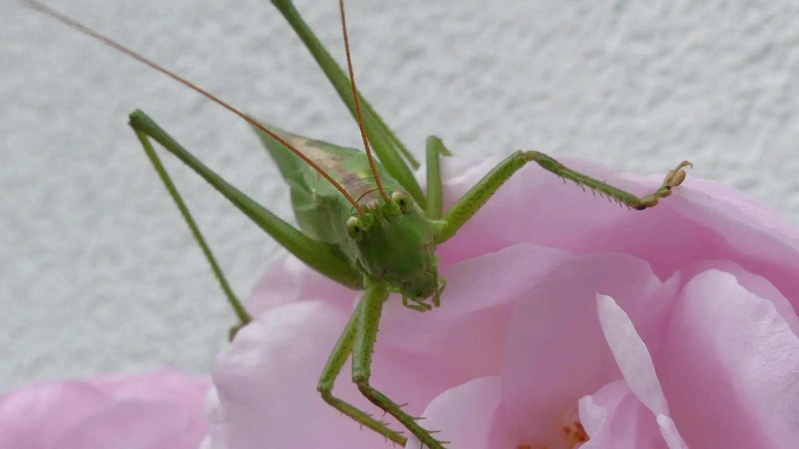 Heuschrecke küsst Rose – gesehen in Ansbach (Foto: Volker Walk)