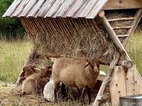 Schutz-Raum – gesehen in Bad Windsheim  (Foto: Penelope Meyer)