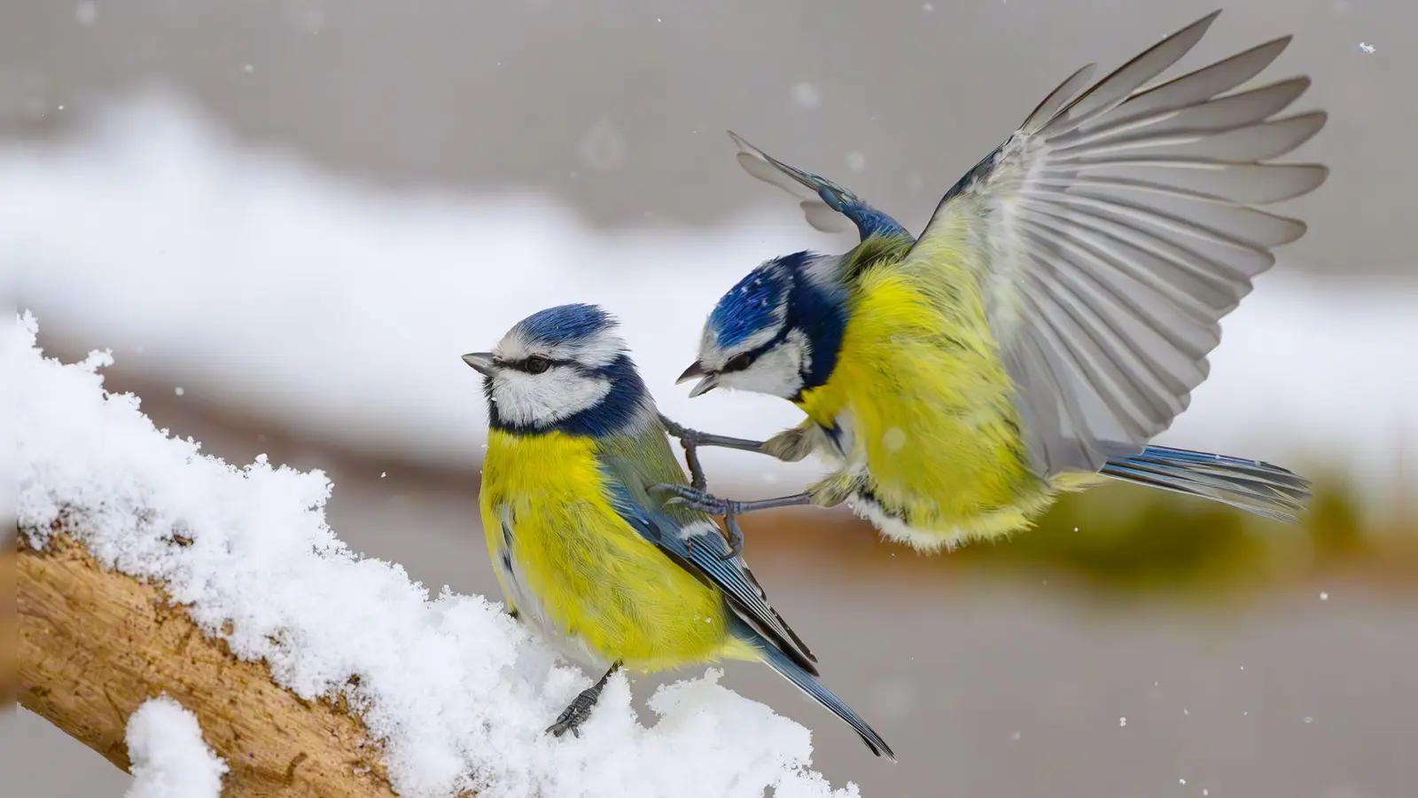 Gerade wenn es kalt ist, kann an den Futterstellen viel los sein. (Symbolbild) (Foto: Patrick Pleul/dpa)