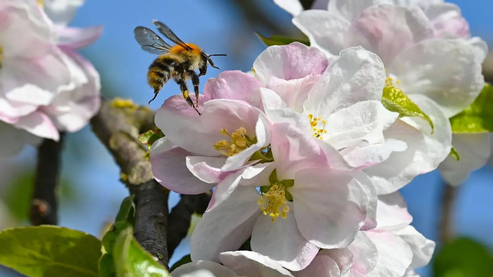 Ohne Bienen und andere Insekten würden viele heimische Obst- und Gemüsearten keine Nahrungsmittel mehr liefern. (Archivbild) (Foto: Patrick Pleul/dpa/ZB)