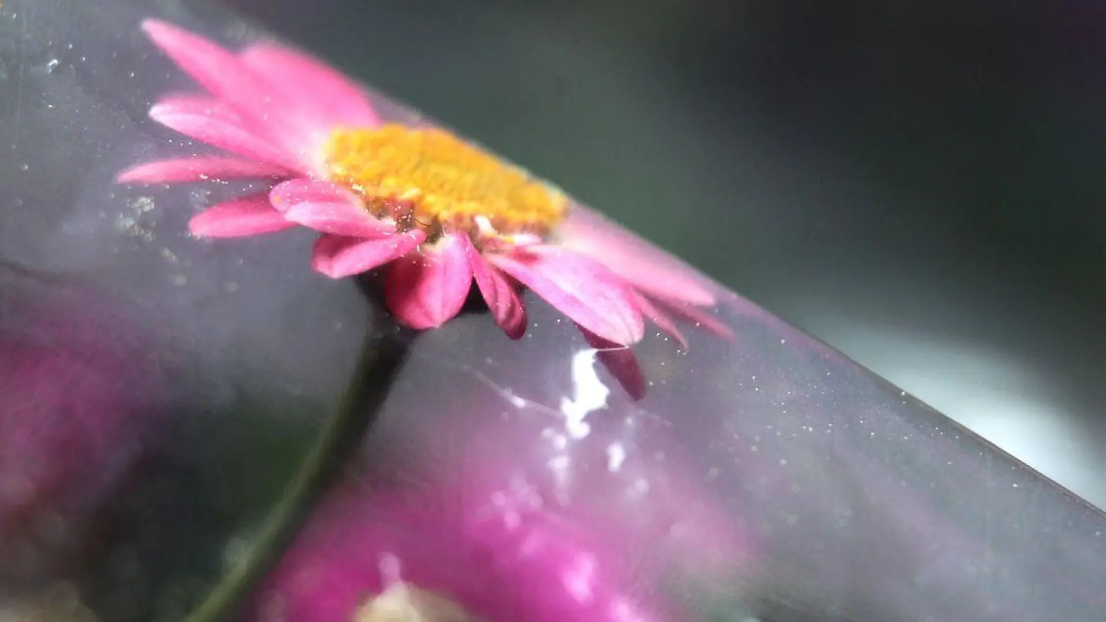 Wann ist der richtige Zeitpunkt, um Pflanzen aus dem Winterlager zu holen? Früher warteten Gartenprofis die Eisheiligen ab. (Foto: Karl-Josef Hildenbrand/dpa)