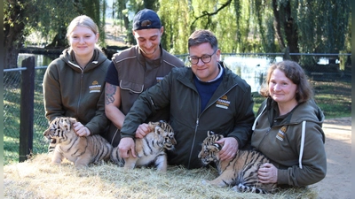 Erster Gesundheits-Check: die drei kleinen Amur-Tiger werden unter anderem gechippt. (Foto: Kai Moorschlatt/dpa)