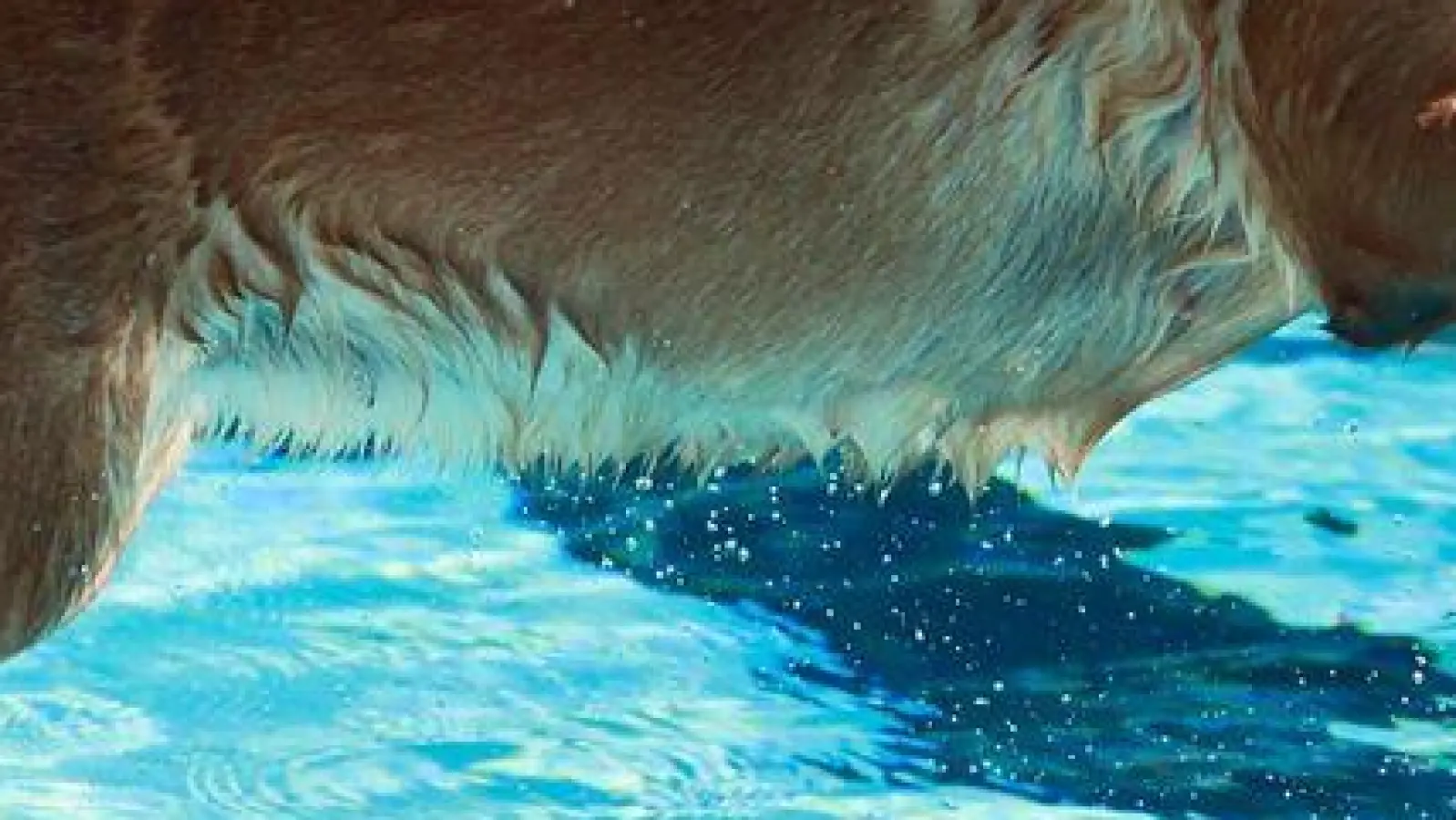 Ein Hund springt ins Ilsestrandbad in Wasserleben. (Foto: Matthias Bein/dpa)