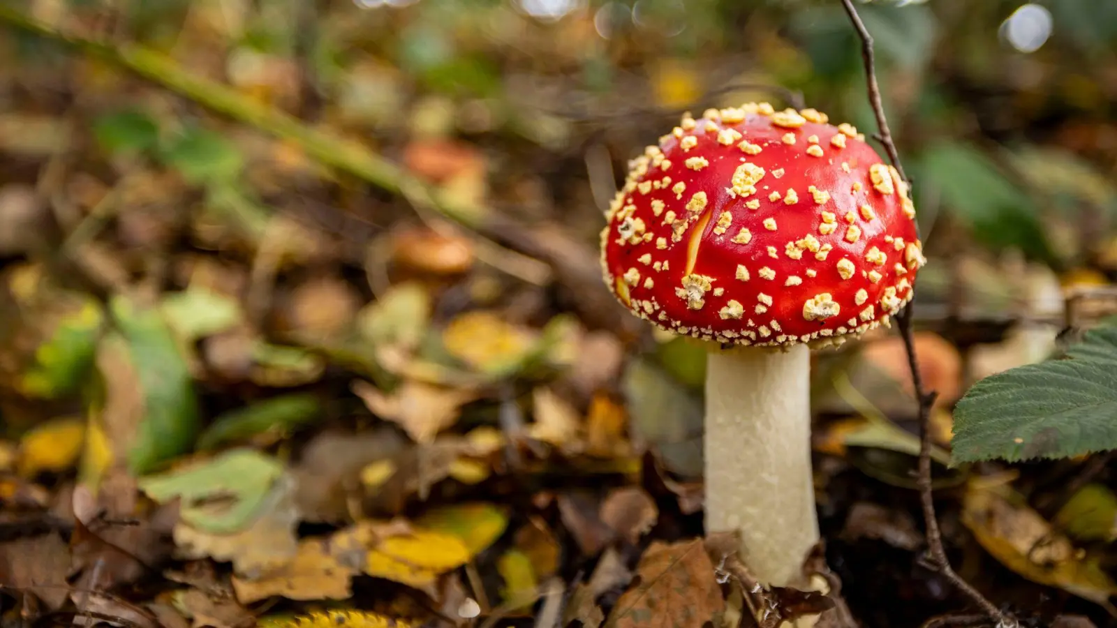 Nicht jeder giftige Pilz ist so einfach zu erkennen wie der Fliegenpilz. (Foto: Christoph Reichwein/dpa)