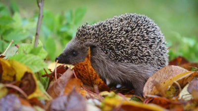 Futtersuche vor dem Winterschlaf: Im Herbst fressen sich Igel Energiereserven für die kalte Jahreszeit an. (Foto: Karl-Josef Hildenbrand/dpa)