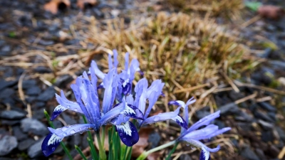 Die Temperaturen klettern in den nächsten Tagen in die Höhe. (Foto: Sascha Ditscher/dpa)
