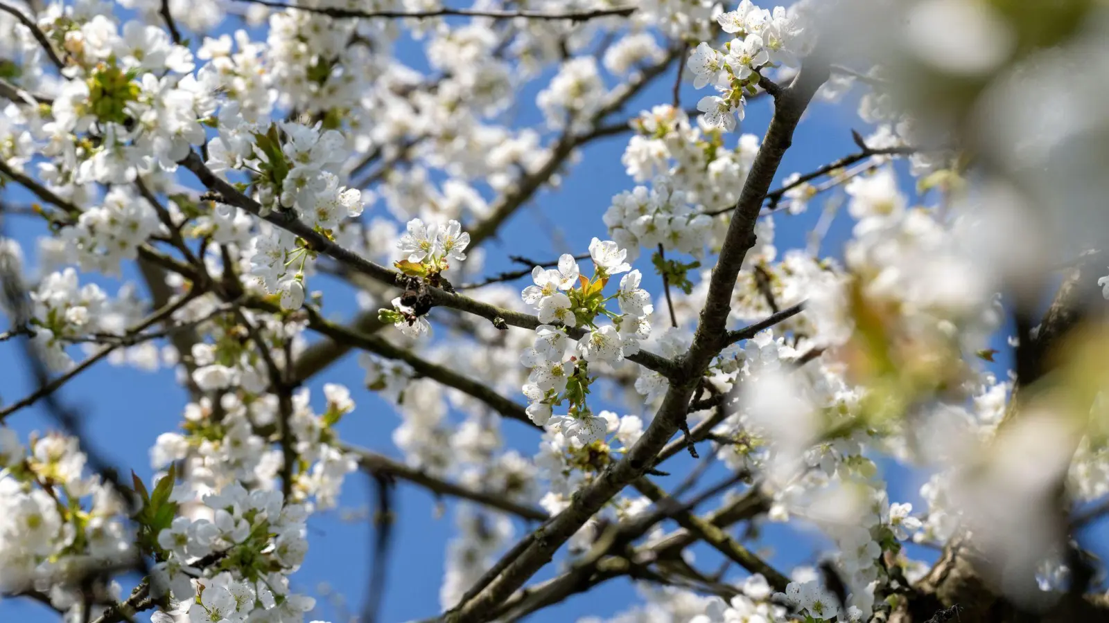 Der Frühling setzt sich langsam auch in Bayern durch (Archivbild).  (Foto: Pia Bayer/dpa)