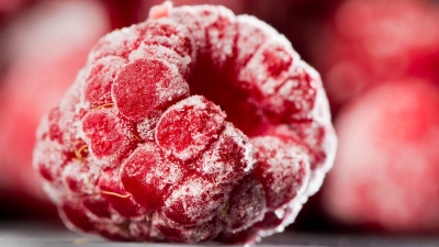 Himbeeren auf Vorrat: Obst lässt sich meist problemlos einfrieren – praktisch, wenn im August alles auf einmal reif wird. (Foto: Franziska Gabbert/dpa-tmn)