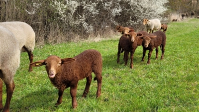 Jedes Lamm hat einen eigenen Charakter. Die einen sind vorsichtig und ruhig, die anderen stürmische Draufgänger. Gemeinsam entdecken sie die Welt. (Foto: Nina Daebel)