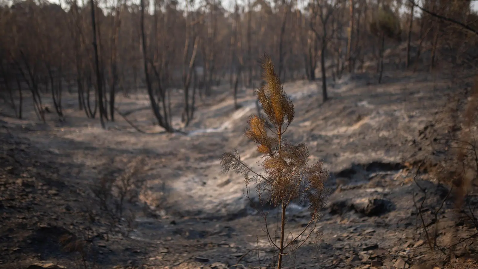 Verkohlte Bäume - so sehen die Flächen in Spanien aus, wo Brände wüteten.  (Foto: Clara Carrasco/EUROPA PRESS/dpa)