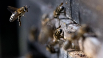 Zwei Bienenvölker werden durch das Feuer ausgelöscht. (Symbolbild) (Foto: Sven Hoppe/dpa)