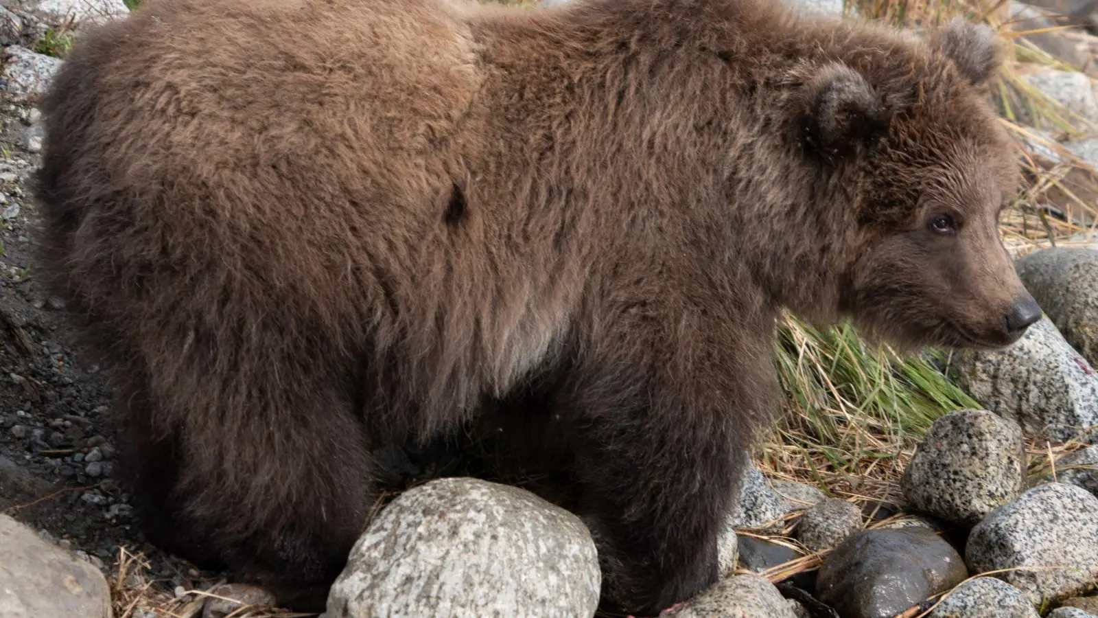 Das Bären-Jungtier 806 mit dem Spitznamen „Pummeliger Prinz“ ist im September bereits gut genährt. (Foto: Jimenez/Carmack/National Park Service/dpa)