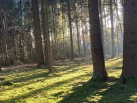 Eine Einladung zum Waldbaden - gesehen bei Hornau (Foto: Renate Lindner)