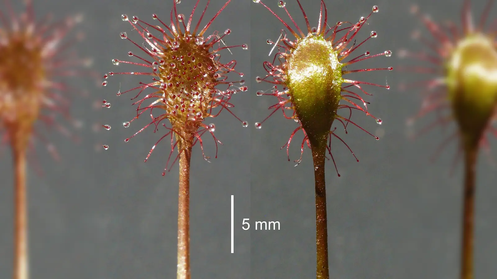 Neue Pflanzen werden den Experten zufolge überaus selten in Mitteleuropa, Deutschland und Bayern entdeckt. (Handout) (Foto: Andreas Fleischmann/Staatliche Naturwissenschaftliche Sammlungen Bayerns/dpa)