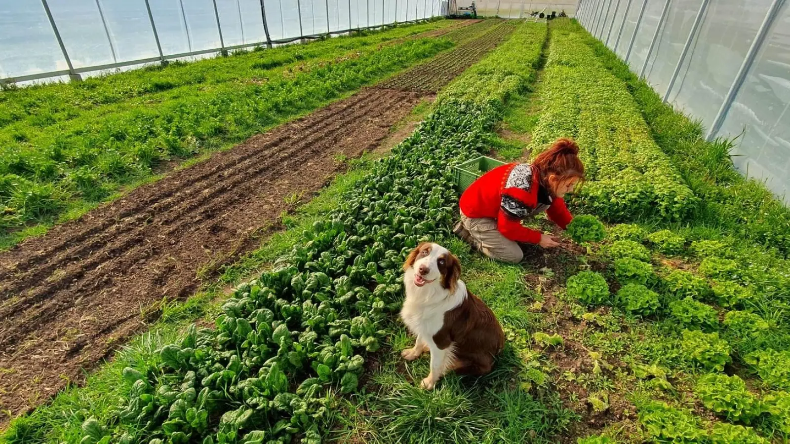 Gemüsegärtnerin Bianca Klose und Hündin Holly am Bio-Landhof in Götteldorf: Auch Ackerbau, Tierhaltung und ein hauseigenes Gasthaus sind Bestandteil des landwirtschaftlichen Betriebs. (Foto: Felix Gleißner)