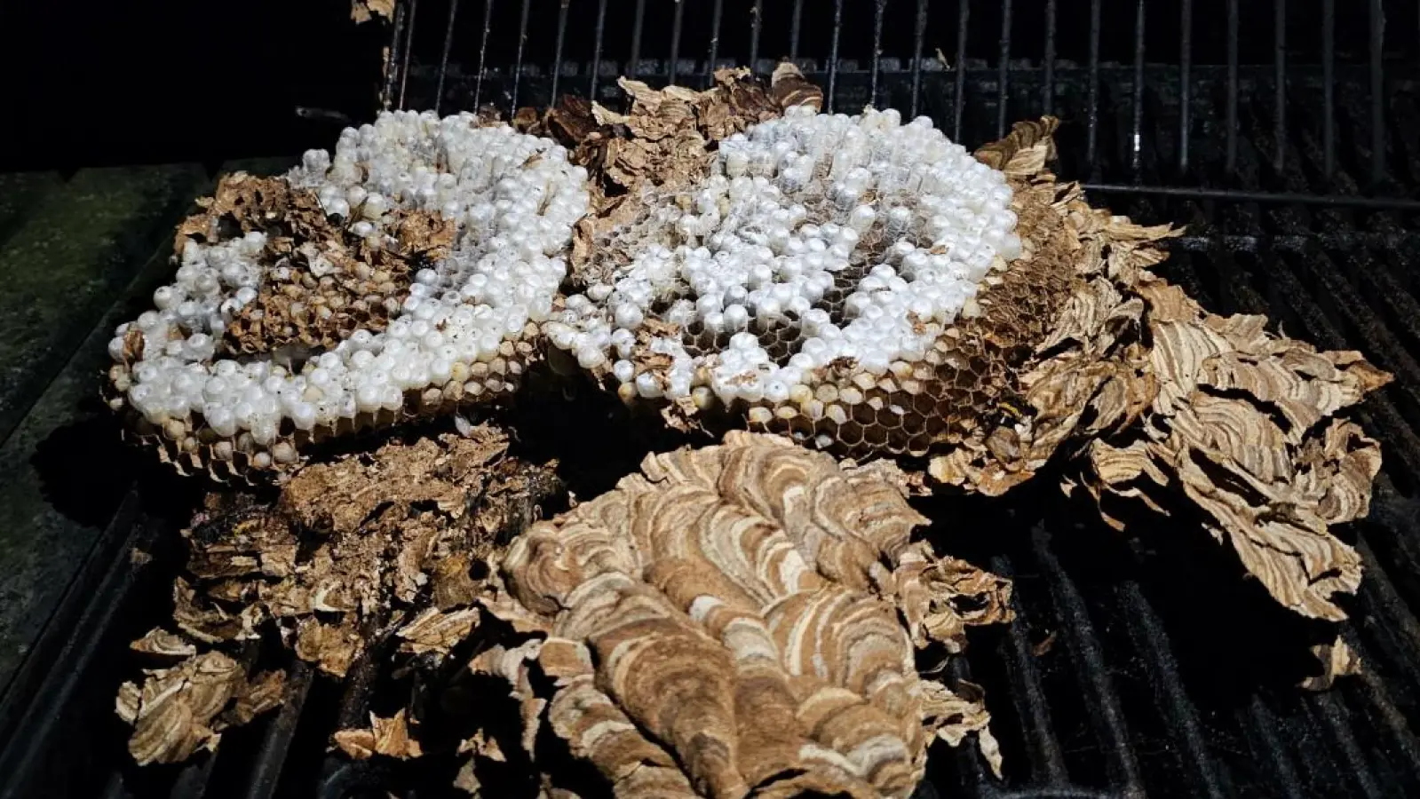 In einem Smoker wurde das Nest der Asiatischen Hornissen gefunden, hier zu sehen nach der Entfernung. (Foto: Marcel Budaker)