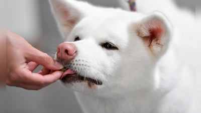 Stiftung Warentest hat 17 Hundesnacks getestet. Alle erhielten die Note „magelhaft“. (Foto: Kirsten Neumann/dpa-tmn)