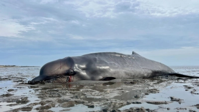 Der im Watt gestrandete Schnabelwal war abgemagert. Er wurde von einem Seehundjäger erschossen. (Foto: Lea Albert/dpa)
