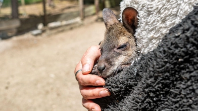 Känguru Elli schaut aus dem Pulli von Tierpark-Chefin Nicole Hoffmeister. Sie zieht das verwaiste Jungtier groß. (Foto: Armin Weigel/dpa)