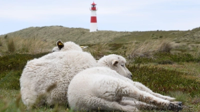 Unter anderem im Naturschutzgebiet Lister Ellenbogen (Sylt) waren Schafherden gefährdet. (Symbolbild) (Foto: Lea Sarah Albert/dpa)