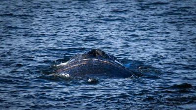 Es handelt sich um einen zehn bis zwölf Meter langen Finnwal.  (Foto: Tom Schultz/WISMAR.FM/dpa)