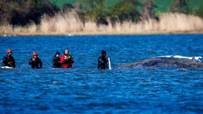 Teils war ein mehrköpfiges Team direkt beim Wal im Einsatz. (Foto: Jens Büttner/dpa)