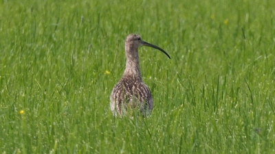 Selten geworden: der große Brachvogel (Foto: LBV Ansbach)