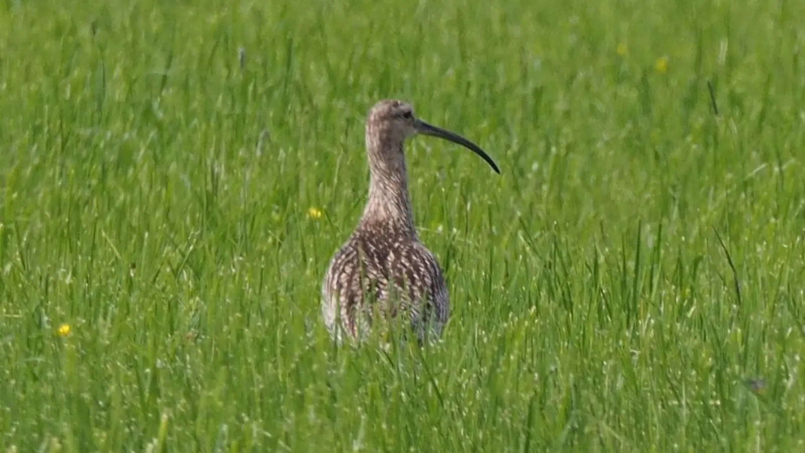Selten geworden: der große Brachvogel (Foto: LBV Ansbach)