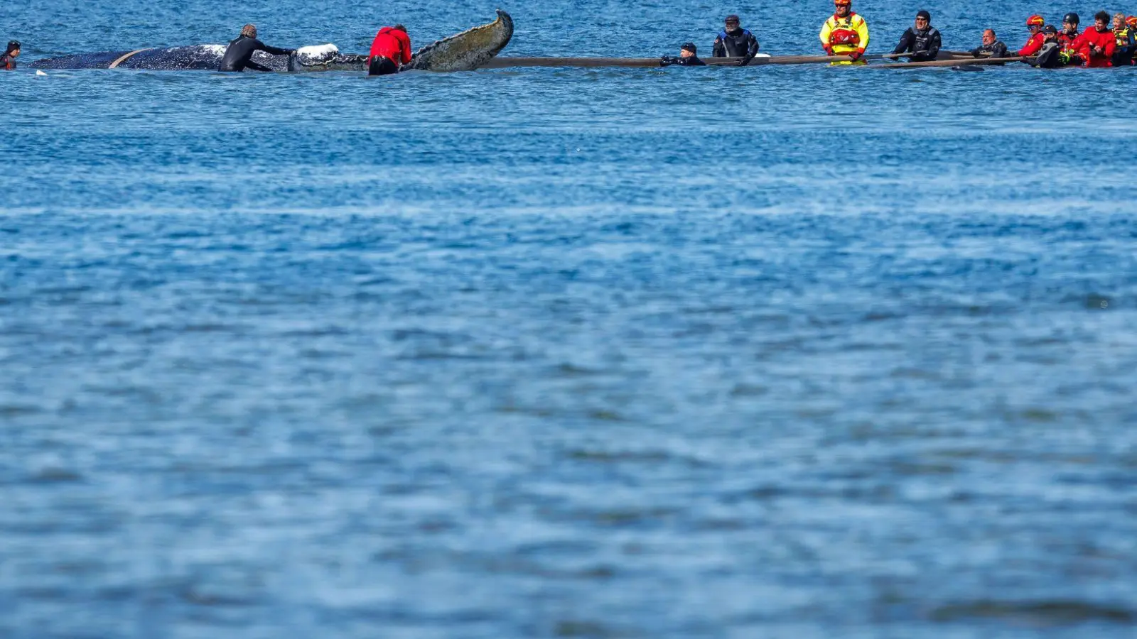 Helfer ziehen an Gurten an dem Wal. (Foto: Jens Büttner/dpa)