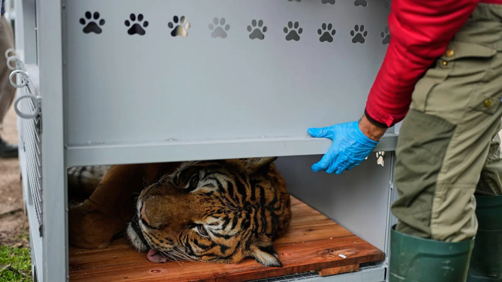 Ein Tiger liegt in einer Transportkiste vor seiner Verlegung in ein Schutzgebiet in Südafrika. (Foto: Natacha Pisarenko/AP/dpa)