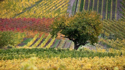 Zum Wochenende gibt es noch die Möglichkeit auf einige Sonnenstrahlen, dann ändert sich die Wetterlage.  (Foto: Karl-Josef Hildenbrand/dpa)