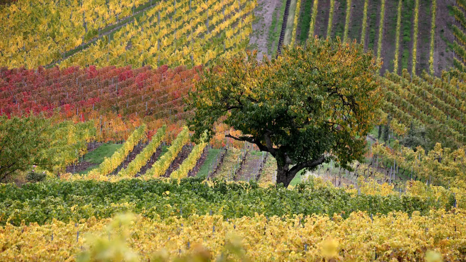 Zum Wochenende gibt es noch die Möglichkeit auf einige Sonnenstrahlen, dann ändert sich die Wetterlage.  (Foto: Karl-Josef Hildenbrand/dpa)