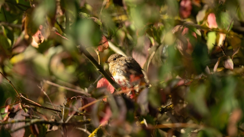 Natürlicher Sichtschutz: Eine heimische Hecke schützt vor neugierigen Blicken und bietet Vögeln Schutz und Nahrung. (Foto: Silas Stein/dpa/dpa-tmn)