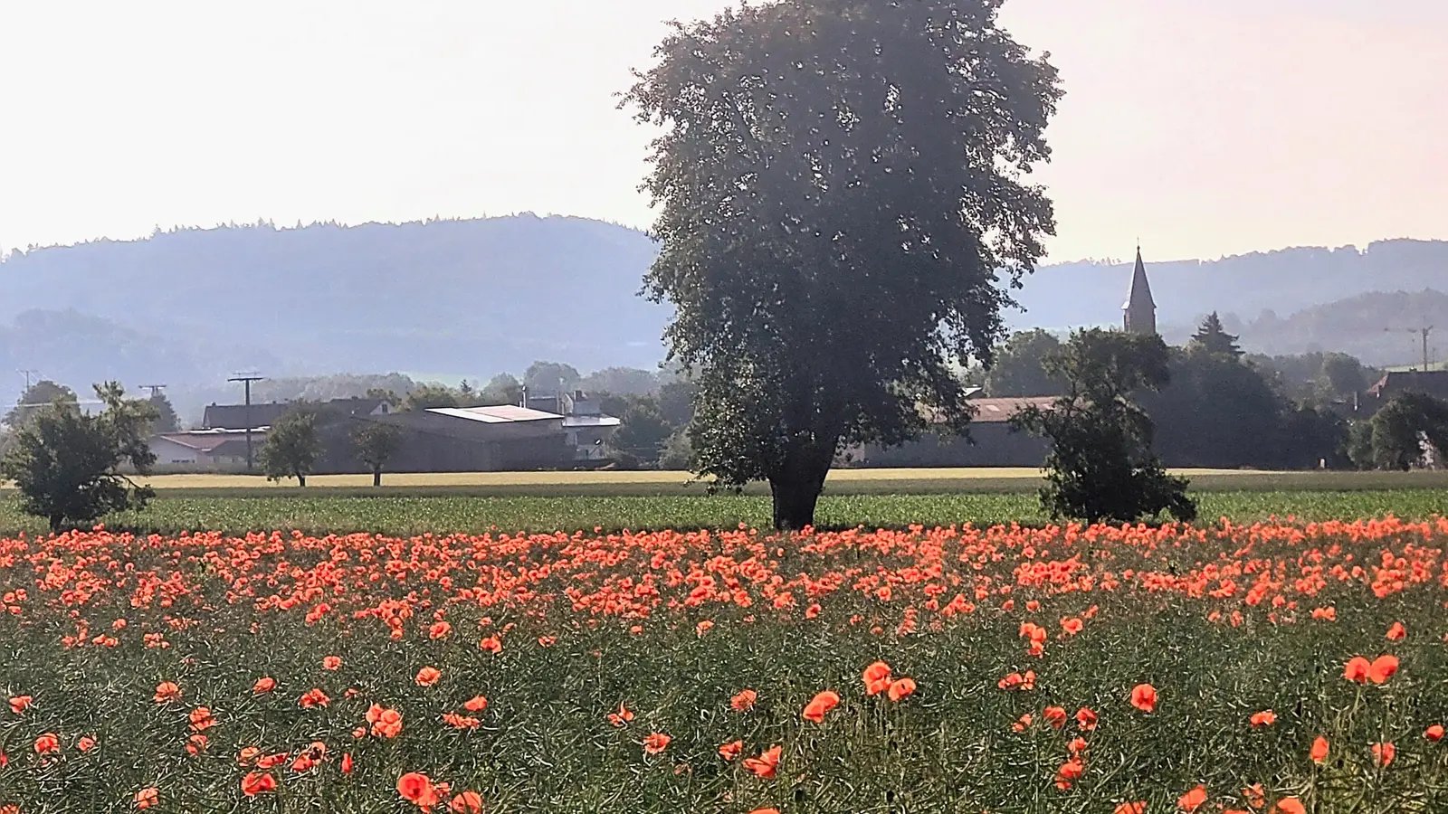 Rot-grüne Blühkoalition - gesehen bei Lohr. (Foto: Heinz Schopf)