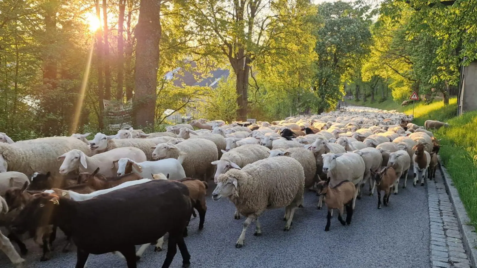 Ganz schön viele Schafe - gesehen bei Bettenfeld. (Foto: Ulrich Schwandt)