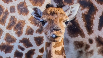 Das kleine Giraffenmädchen ist erst ein paar Tage alt. (Foto: Jens Büttner/dpa)