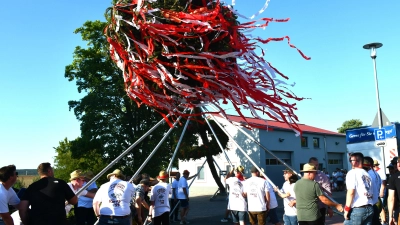 Mit vereinten Kräften wird der Baum am Samstag aufgestellt. (Foto: Gudrun Schwarz-Köhler)