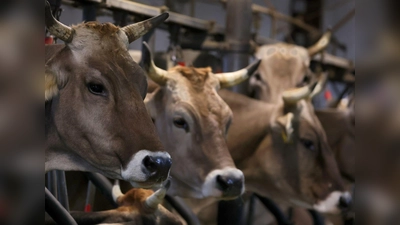 Wegen quälerischer Tiermisshandlung stand ein Mann vor dem Amtsgericht Obernburg. (Symbolbild) (Foto: Karl-Josef Hildenbrand/dpa)