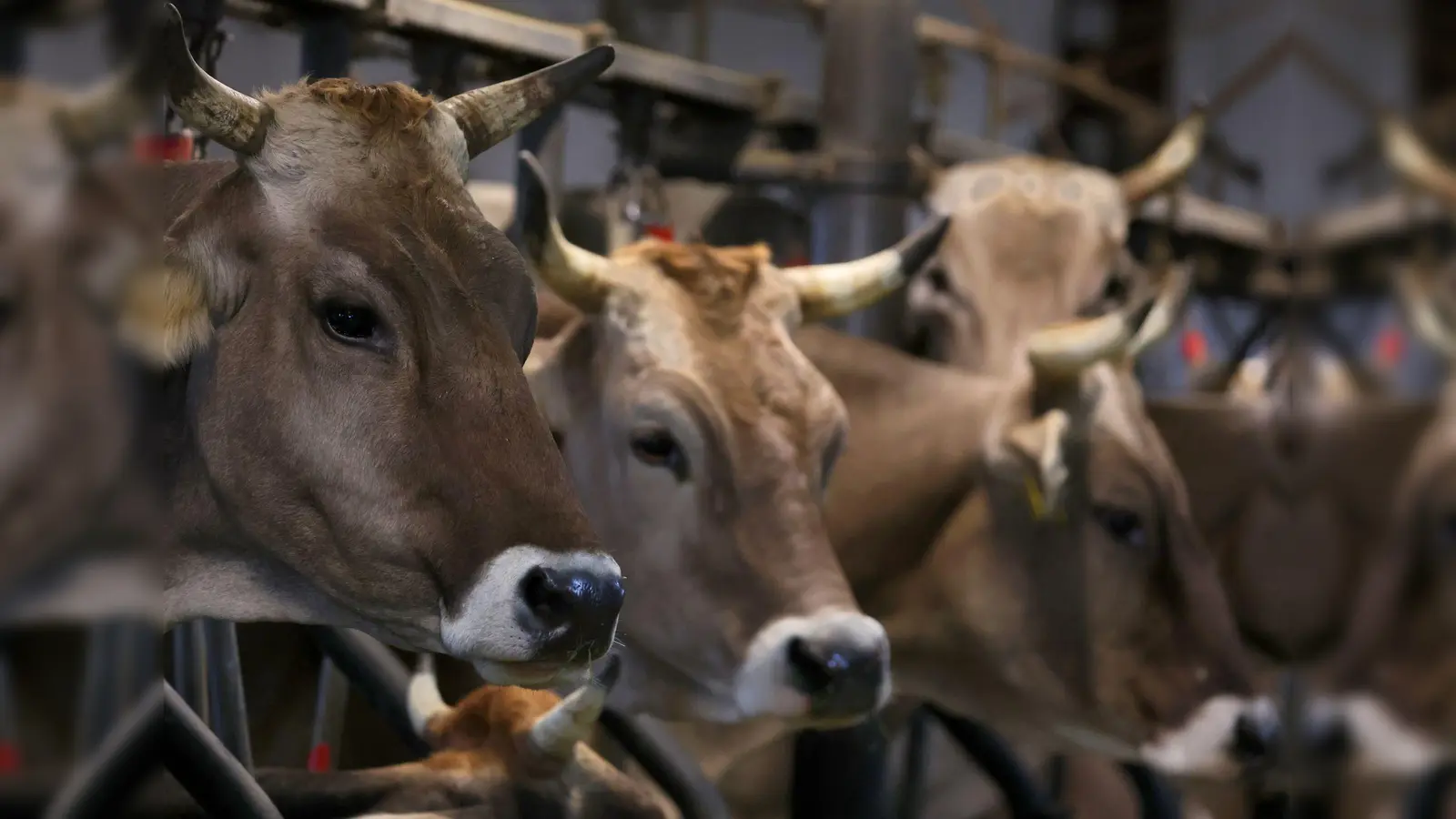 Wegen quälerischer Tiermisshandlung stand ein Mann vor dem Amtsgericht Obernburg. (Symbolbild) (Foto: Karl-Josef Hildenbrand/dpa)