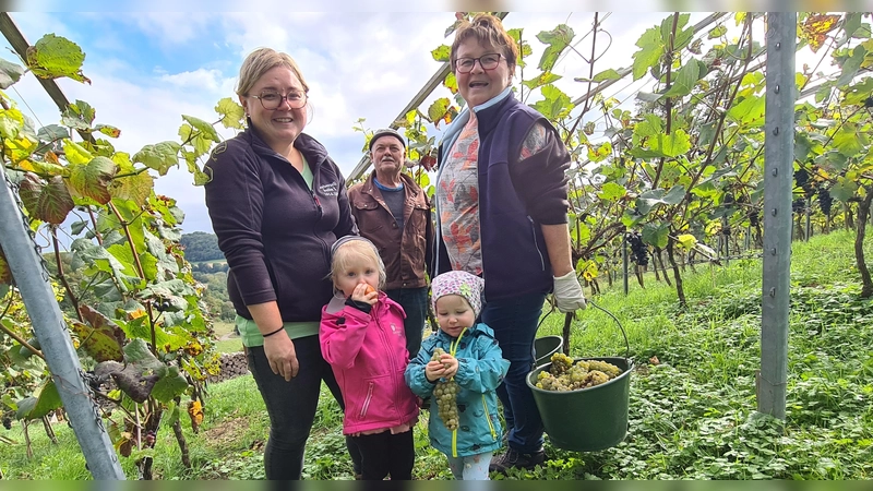 Julia Müller (links) mit ihren Eltern und den Patenkindern Magdalena (links) und Elina bei der Weinlese: Sie haben Johannitertrauben geerntet. (Foto: Margit Schwandt)