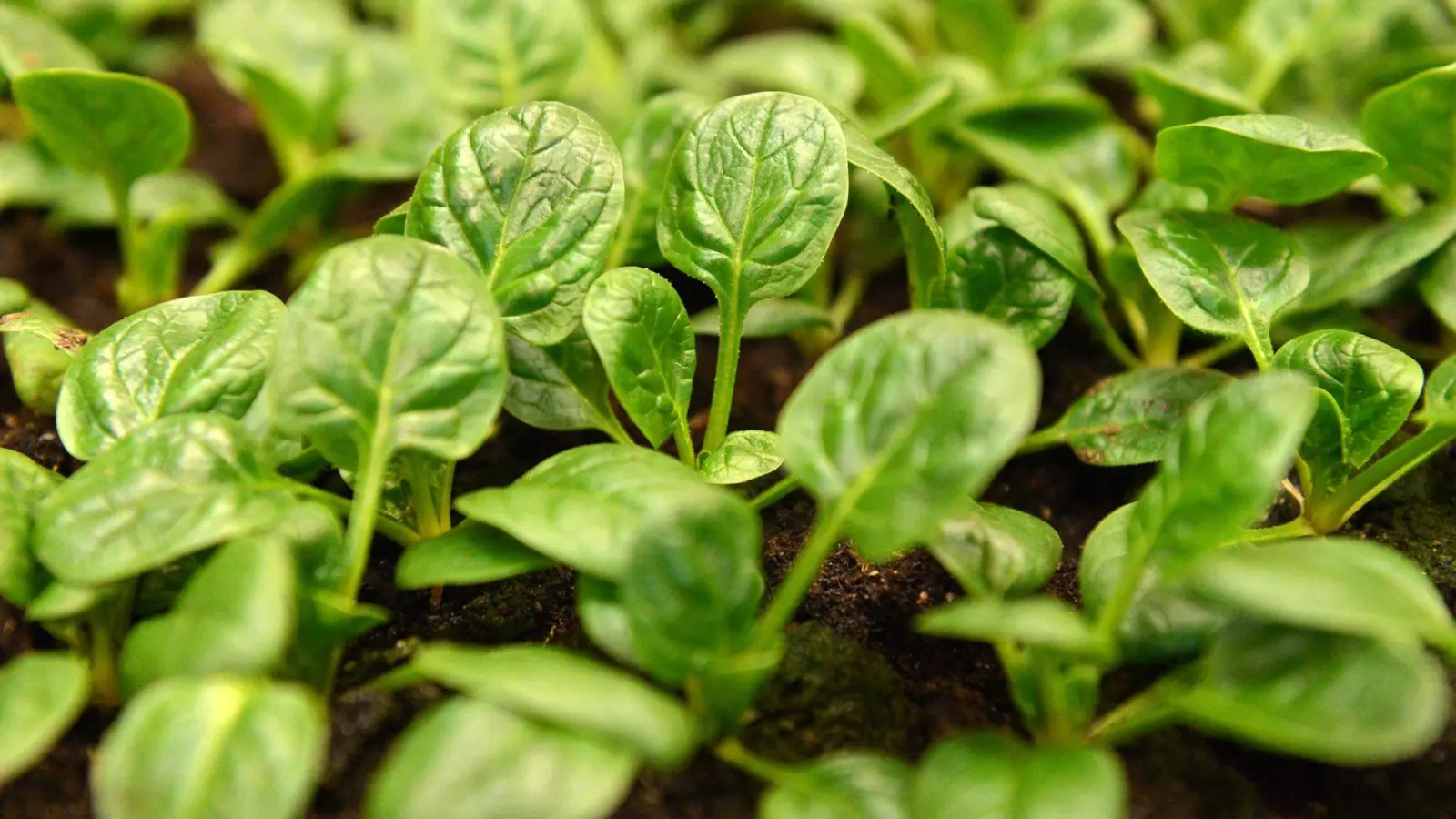 Schnell wachsend: Wird Spinat jetzt gesät, kann er bereits acht Wochen später auf dem Teller liegen. (Foto: Andrea Warnecke/dpa-tmn)