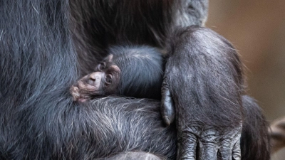 Ein Schimpansenbaby wie dieses wurde auch im Tierpark Hellabrunn geboren. (Symbolbild) (Foto: Friso Gentsch/dpa)