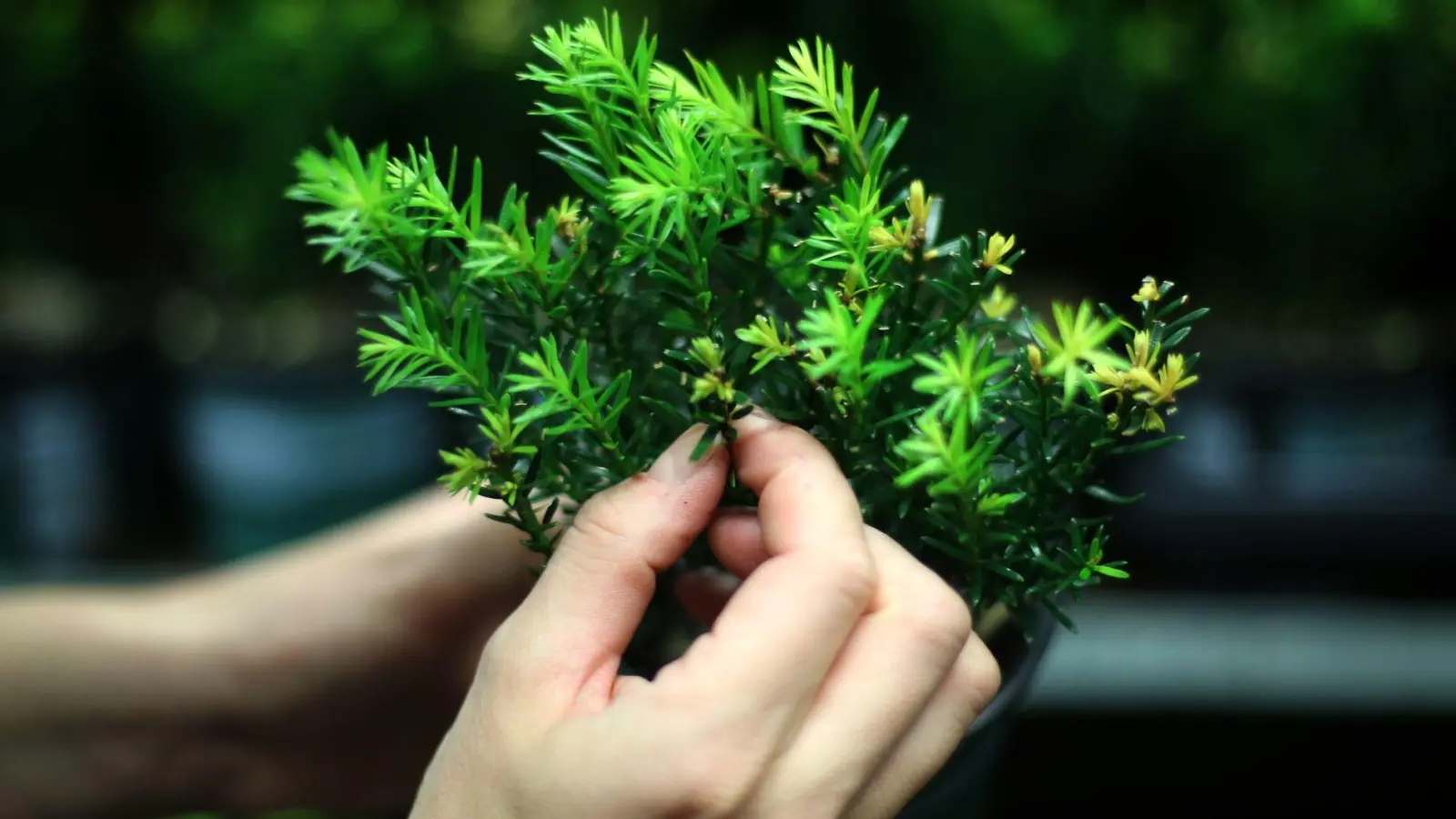 Fast alle Pflanzenteile der Eibe sind giftig: Besonders Nadeln und Samen können für Tiere gefährlich werden. (Foto: Ina Fassbender/dpa-tmn)