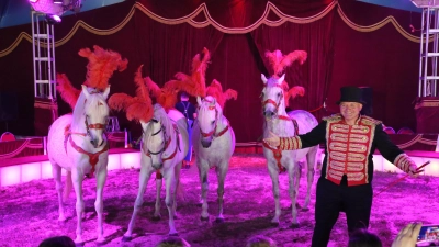 Auch eine Pferdedressur gibt es im Programm zu bestaunen. Zirkusdirektor Alois Frank tritt mit seinen Araber-Hengsten auf. (Foto: Alexander Biernoth)